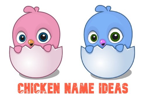 Top 160 Chicken Names - Cute and Funny (Girls and Boys) Chick Names