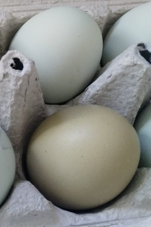 olive egger eggs