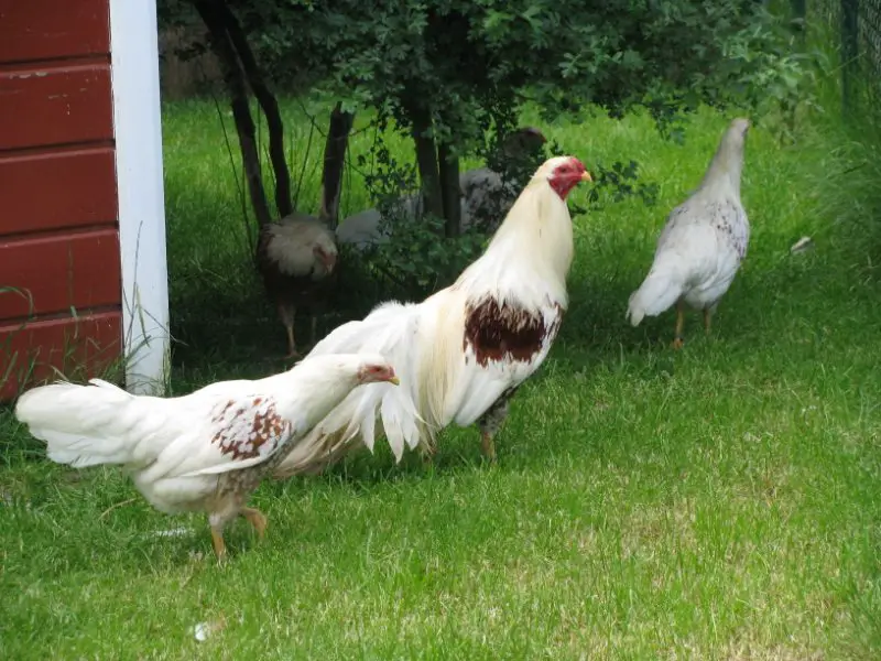 show chickens