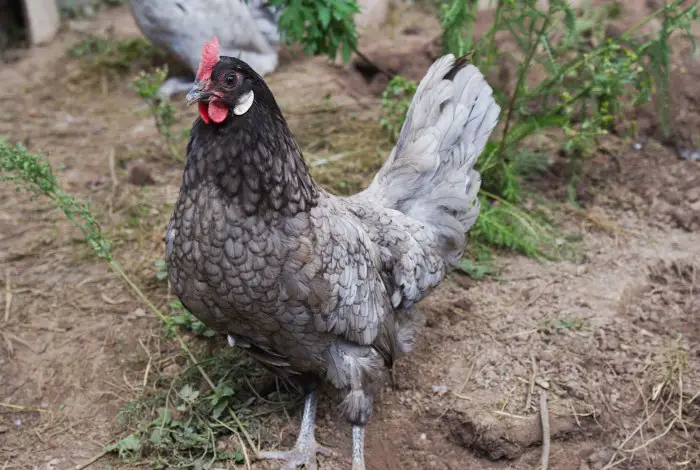 andalusian hen chicken