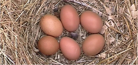Barnevelder Chicken Eggs
