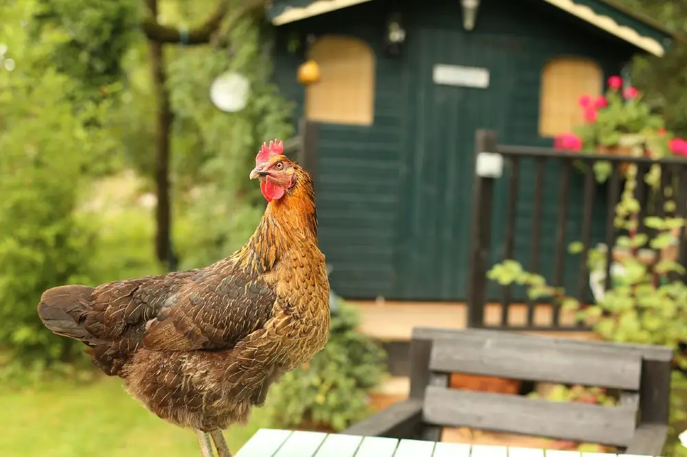 chicken coops with run and nesting box