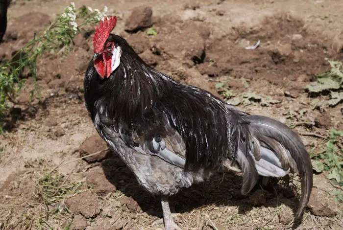 blue andalusian chicken rooster