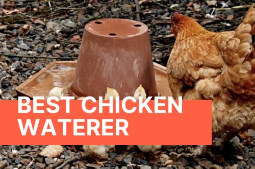 chicken waterer