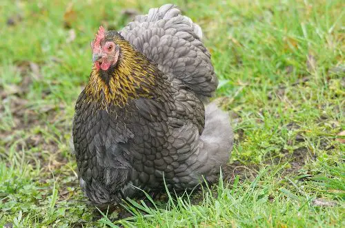 largest chicken breeds