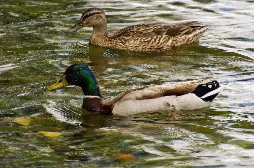 rouen duck and ducklings