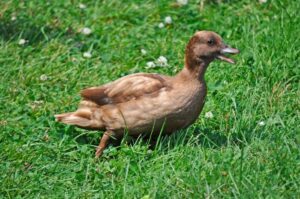 TOP 9 Smallest Duck Breeds | Bantam Ducks - ChickenMag