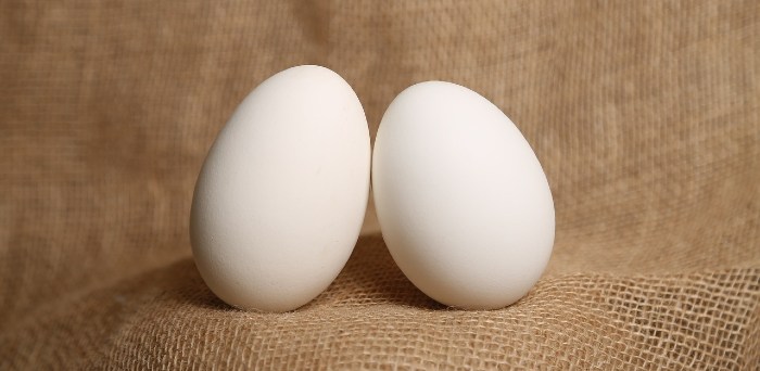Saxony Duck eggs