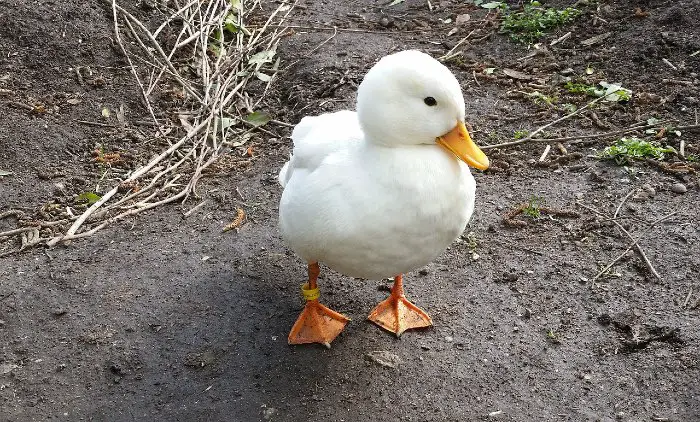 small bantam duck