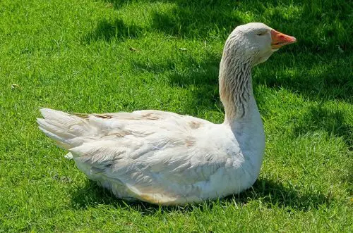 American Buff Goose