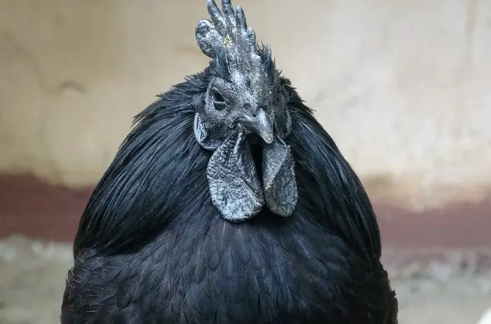 Ayam Cemani Chicken - All Black Chicken Breed