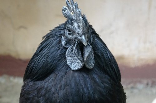 Ayam Cemani - The 'All Black' Chicken Breed, Eggs, Meat & For Sale Info