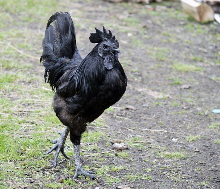 Ayam Cemani Chicken eggs and meat, All Black Chicken Breed