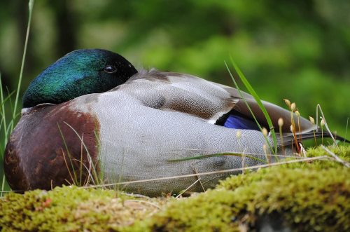 Do Ducks Sleep With Their Eyes Open