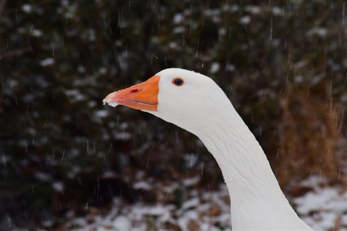 Sebastopol goose