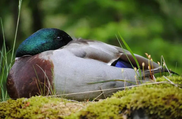 Do Ducks Sleep With Their Eyes Open