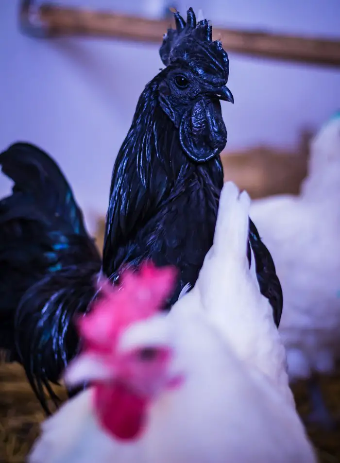 Ayam Cemani  rooster, All Black Chicken Breed