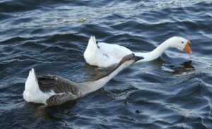 White and Brown Chinese Goose | Is This The Right Breed For You?