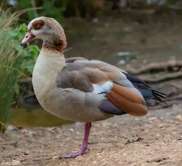 Egyptian Goose Meet The Oldest Domestic Goose In The World