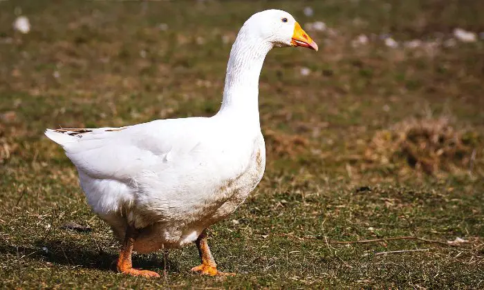 embden goose