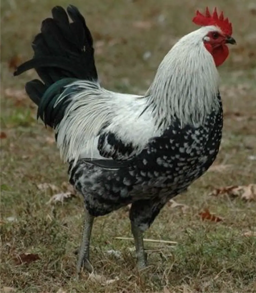 iowa blue chicken rooster