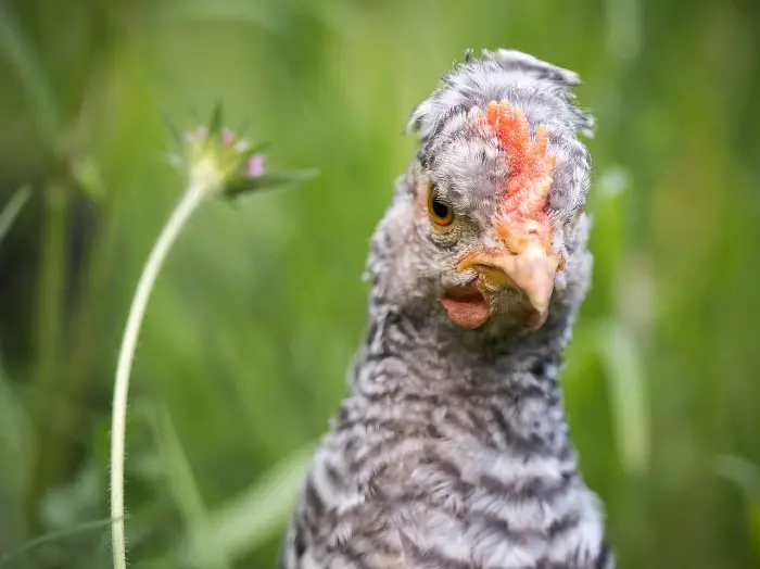 Legbar Chicken