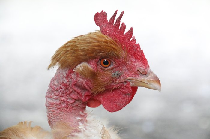naked neck also called turken chicken