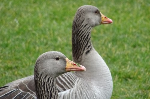 pomeranian goose