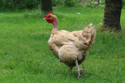 rare and unique chickens