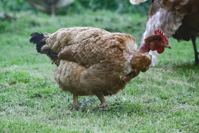 naked neck, turken chicken