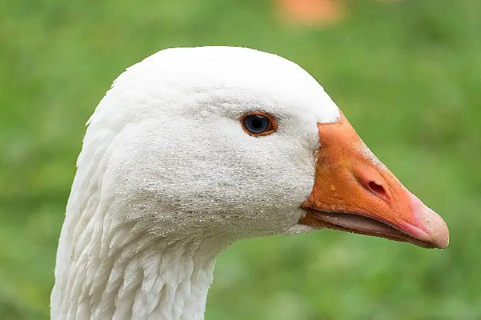white Embden goose