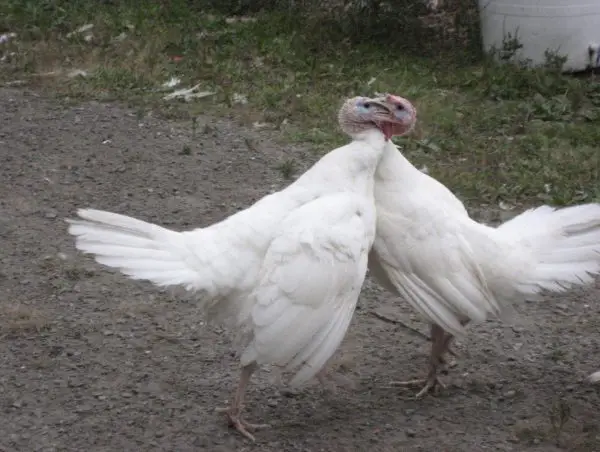 Midget White Turkeys