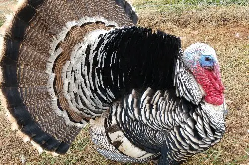 Heritage Turkey  Breed - Narragansett 