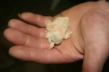 What Does A Baby Pigeon Look Like Why Don T We See Baby Pigeons