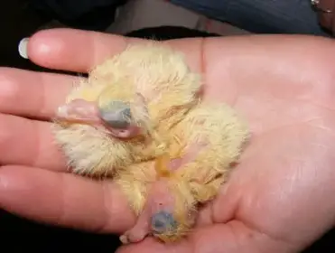 What Does A Baby Pigeon Look Like Why Don T We See Baby Pigeons