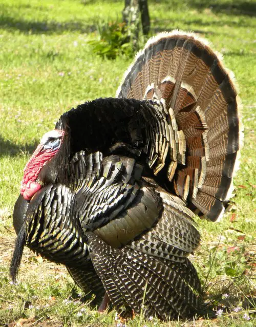 bronze turkey 