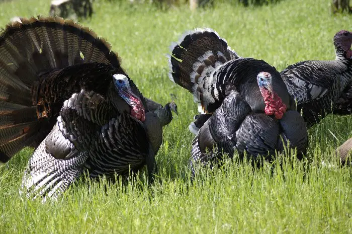 Heritage Turkey  Breeds