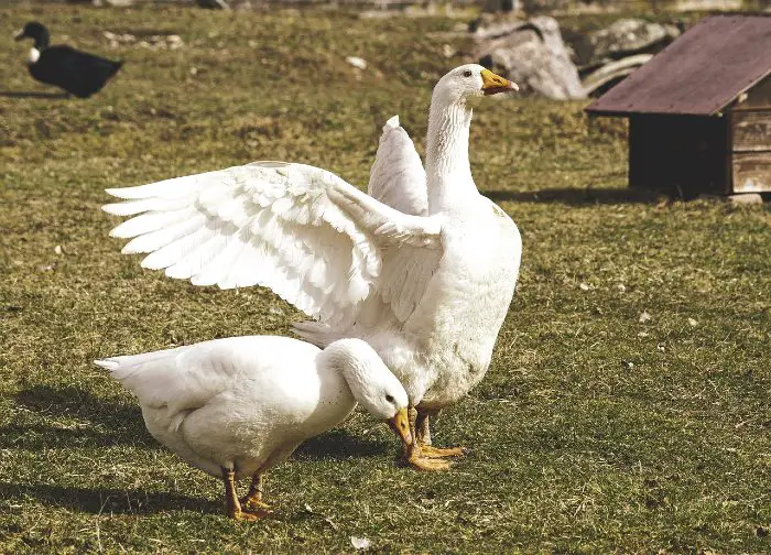 ducks vs geese