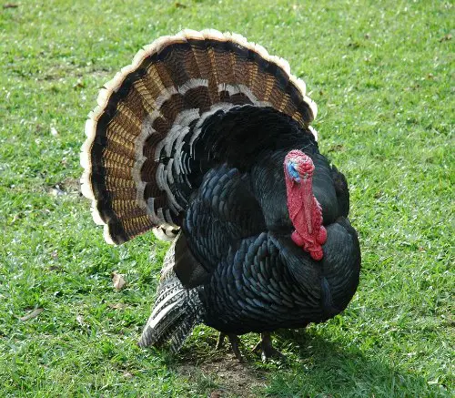 what-do-turkeys-eat-domestic-or-wild-let-s-find-out-chickenmag