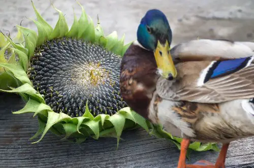 Can Ducks Eat Sunflower Seeds