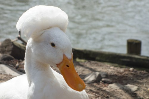 Crested Duck With Afro
