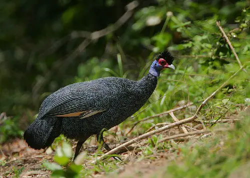 Crested-Guineafowl