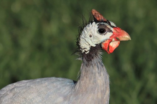 Guineafowl Sound, Calls and Noises Explained