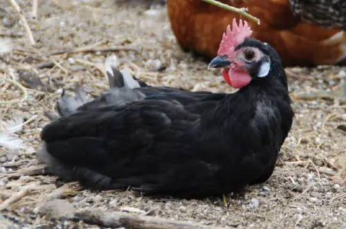 White faced black spanish chicken