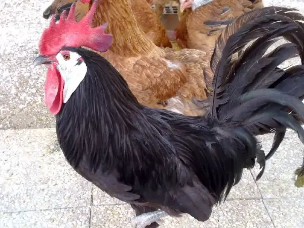 White faced black spanish chicken
