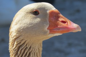 Breeds of Geese