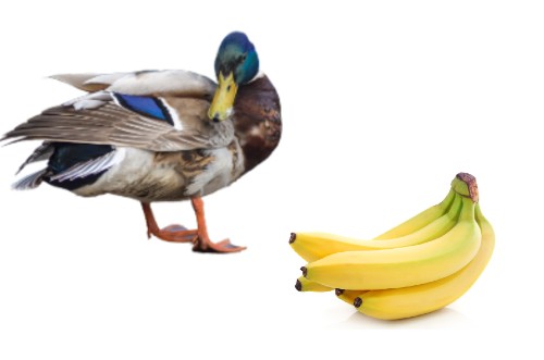 can ducks eat bananas