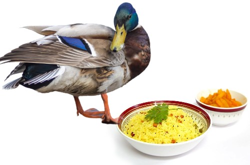 can ducks eat rice
