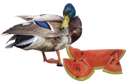 can ducks eat watermelon