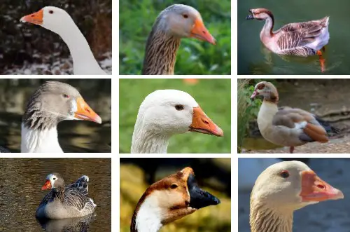 goose breeds